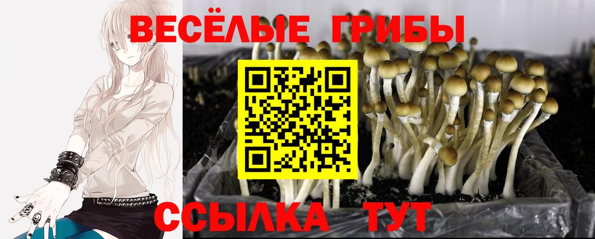 Псилоцибиновые грибы GOLDEN TEACHER  Галлюциногенные грибы Psilocybe  Вход с VPN  Черняховск 